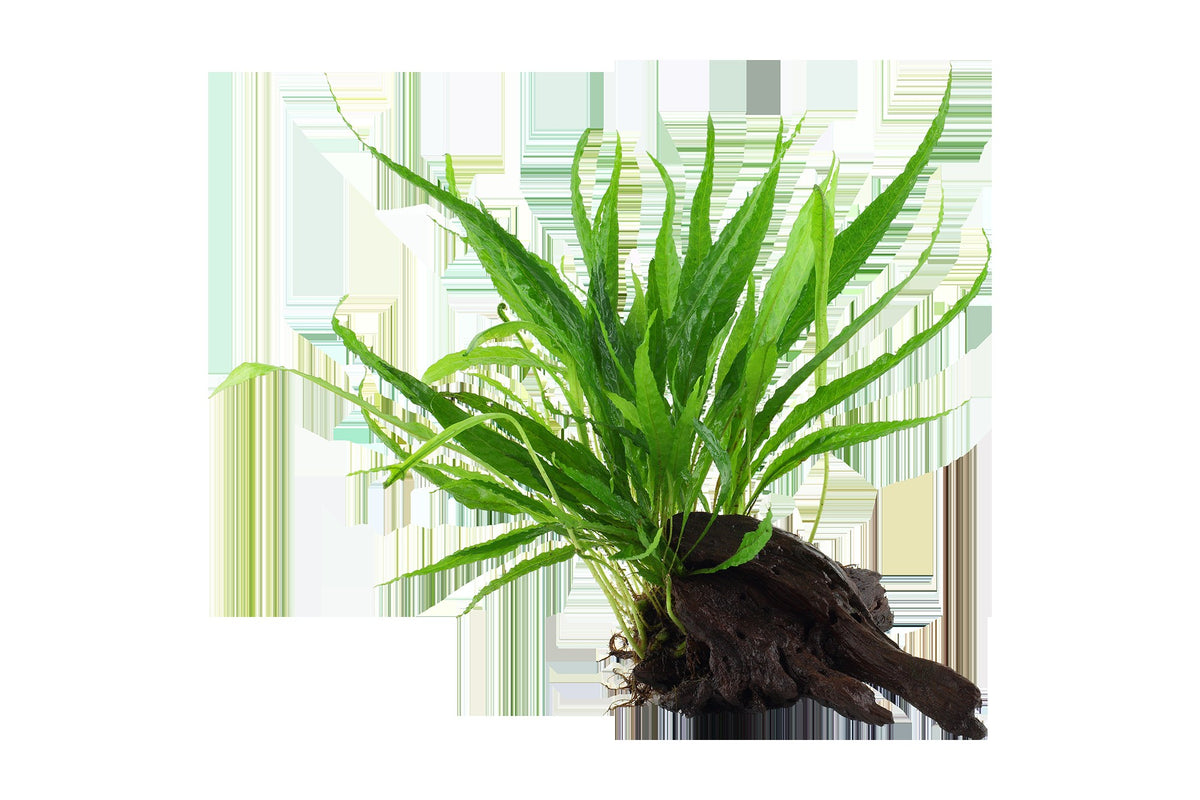 Microsorum pteropus on Wood — Standard