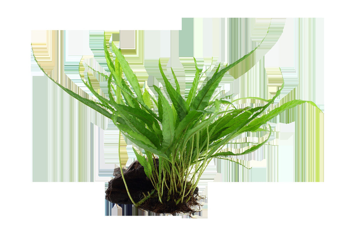 Microsorum pteropus on Wood — Standard