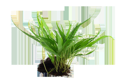 Microsorum pteropus on Wood — Standard