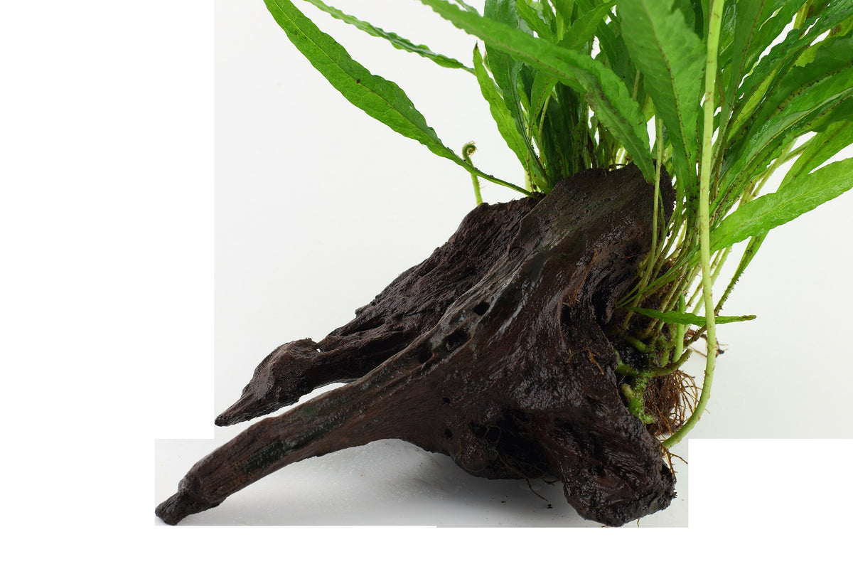 Microsorum pteropus on Wood — Standard
