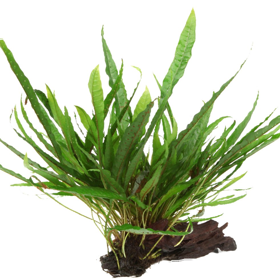 Microsorum pteropus on Wood — Standard