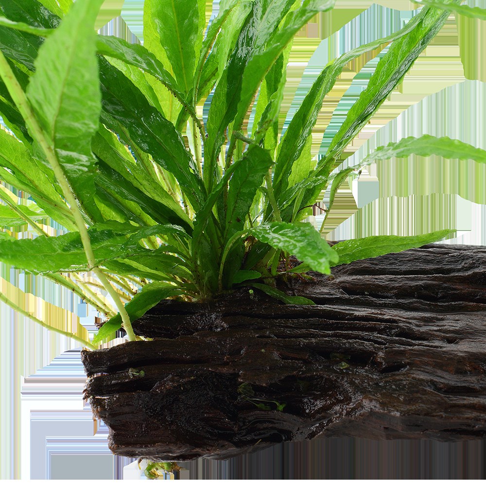 Microsorum pteropus on Wood — XL
