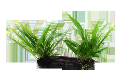 Microsorum pteropus on Wood — XL