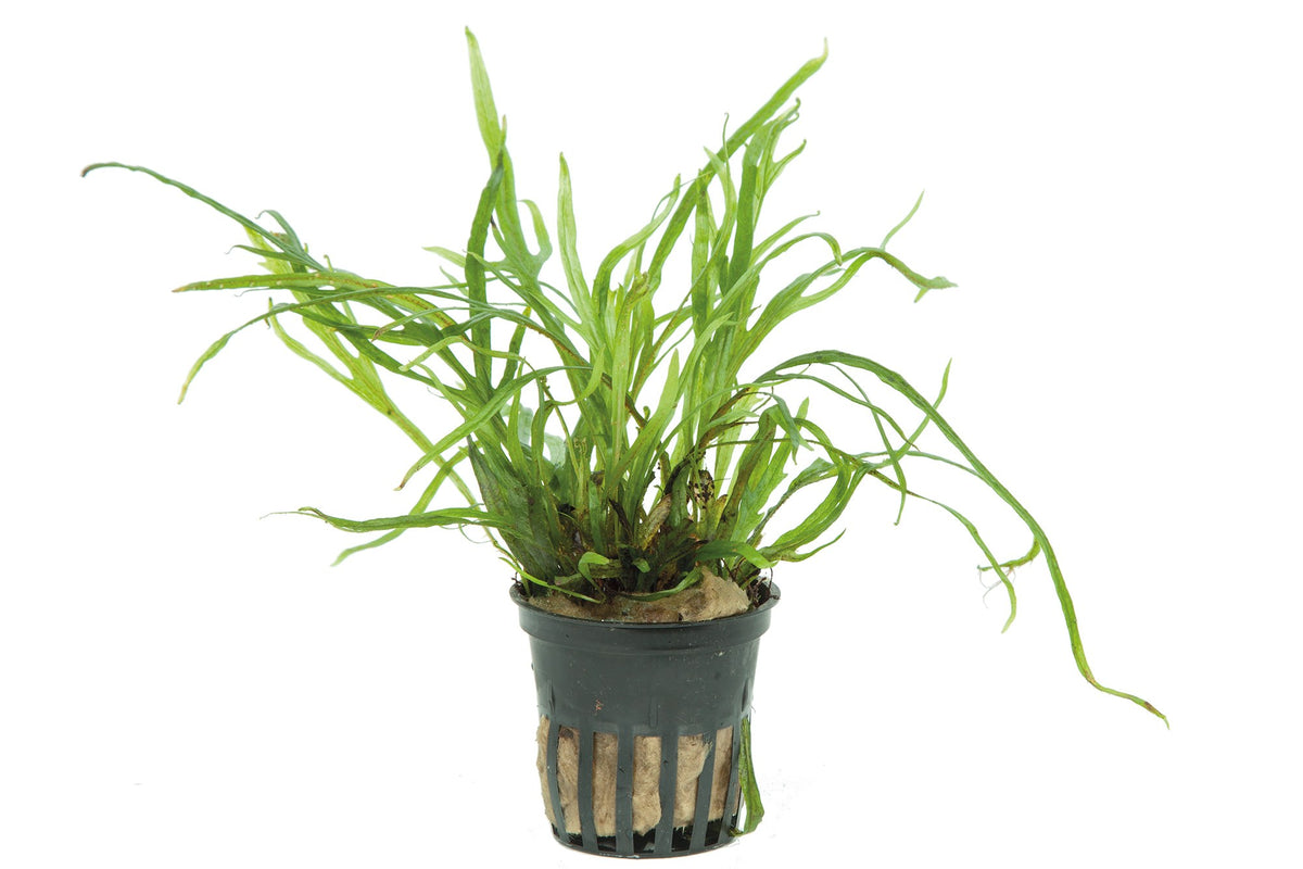 Microsorum pteropus 'Trident' Java Fern — Potted