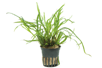 Microsorum pteropus 'Trident' Java Fern — Potted