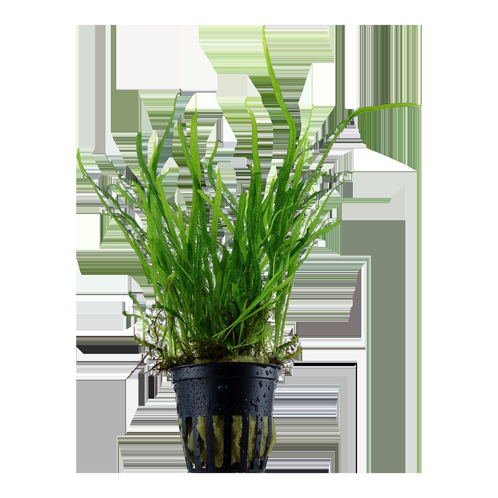 Microsorum pteropus 'Trident' Java Fern — Potted