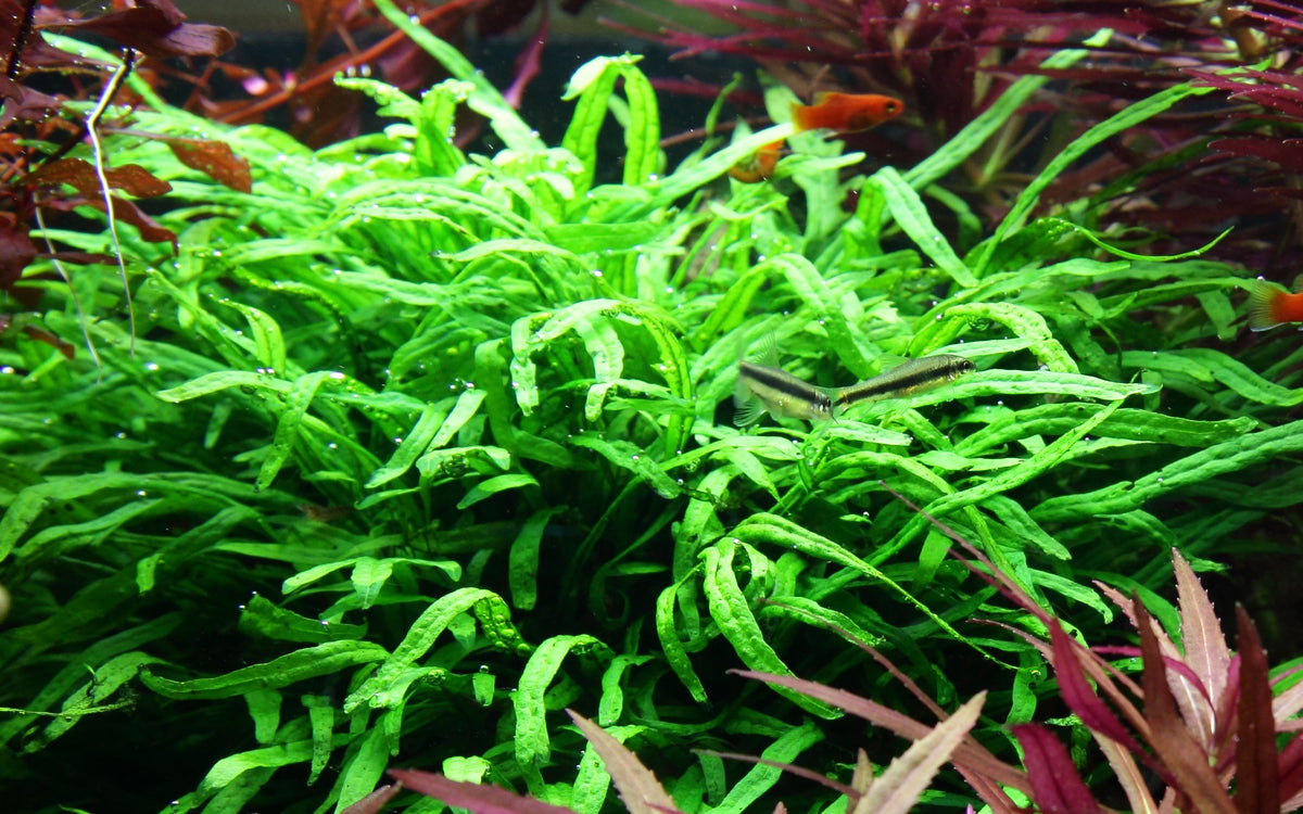 Microsorum pteropus 'Trident' Java Fern — Potted