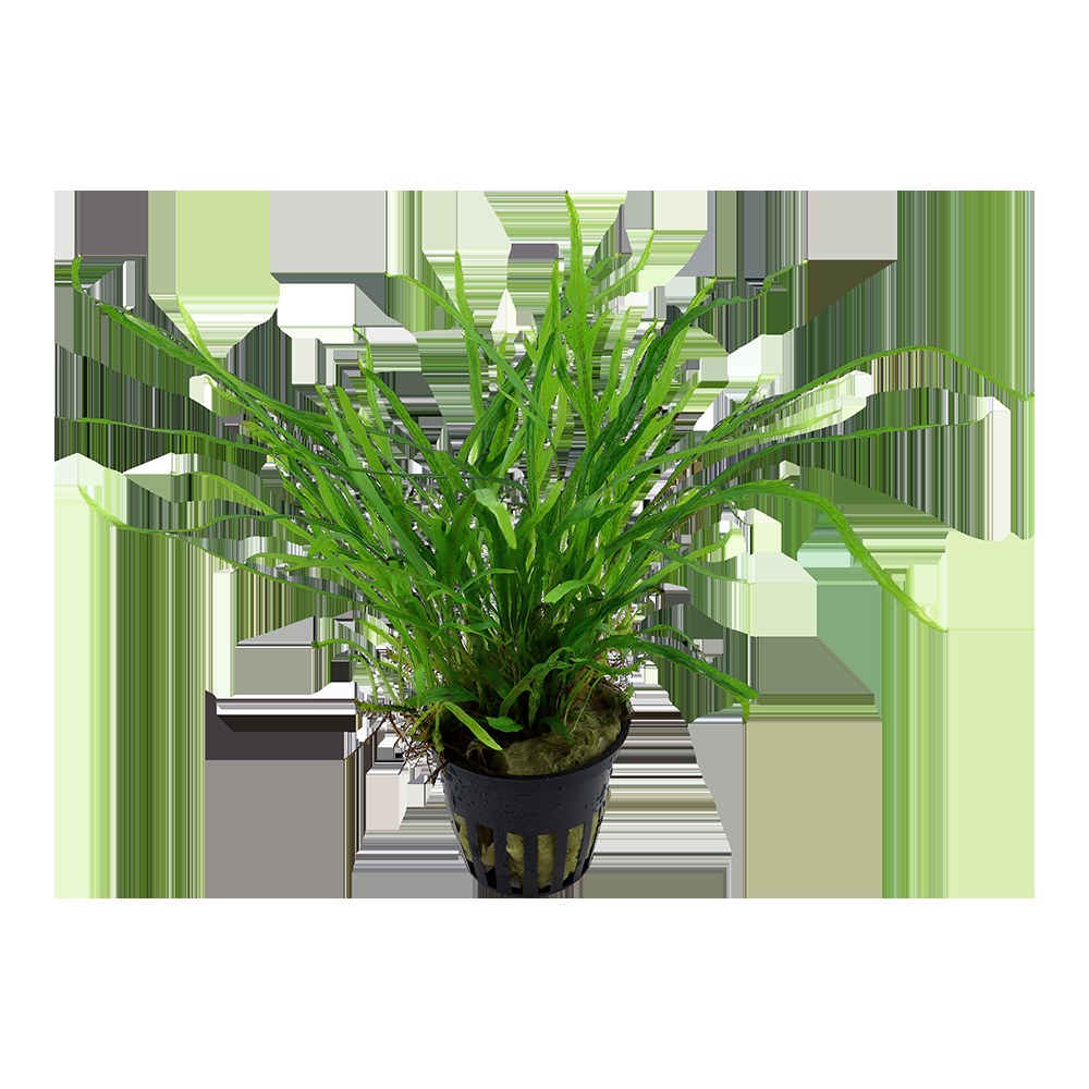 Microsorum pteropus 'Trident' Java Fern — Potted