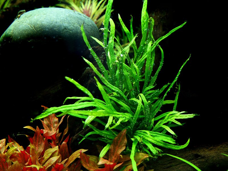 Microsorum pteropus 'Trident' Java Fern — Potted
