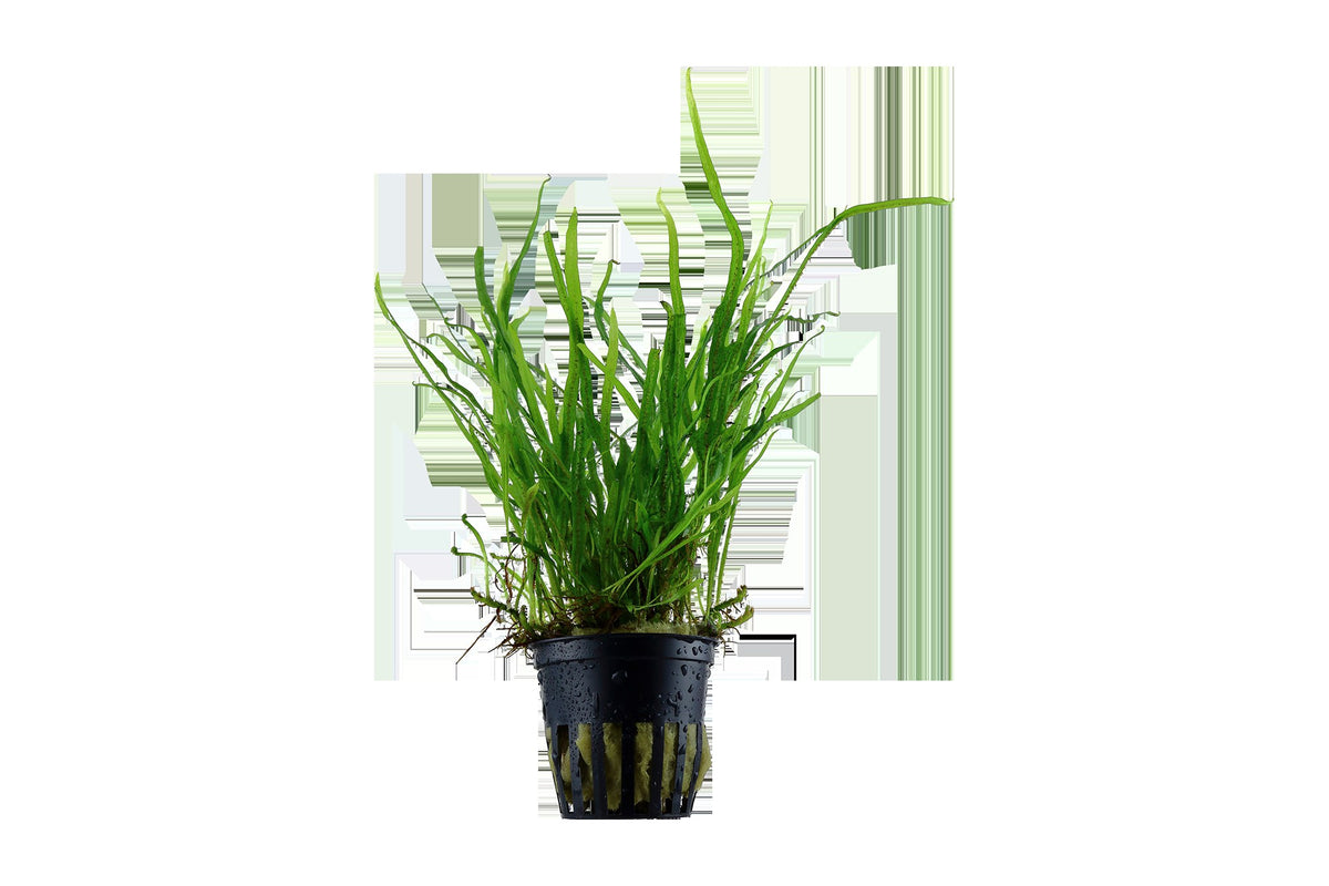 Microsorum pteropus 'Trident' Java Fern — Potted