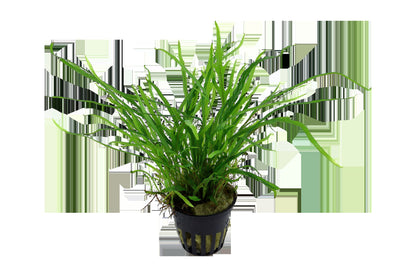 Microsorum pteropus 'Trident' Java Fern — Potted