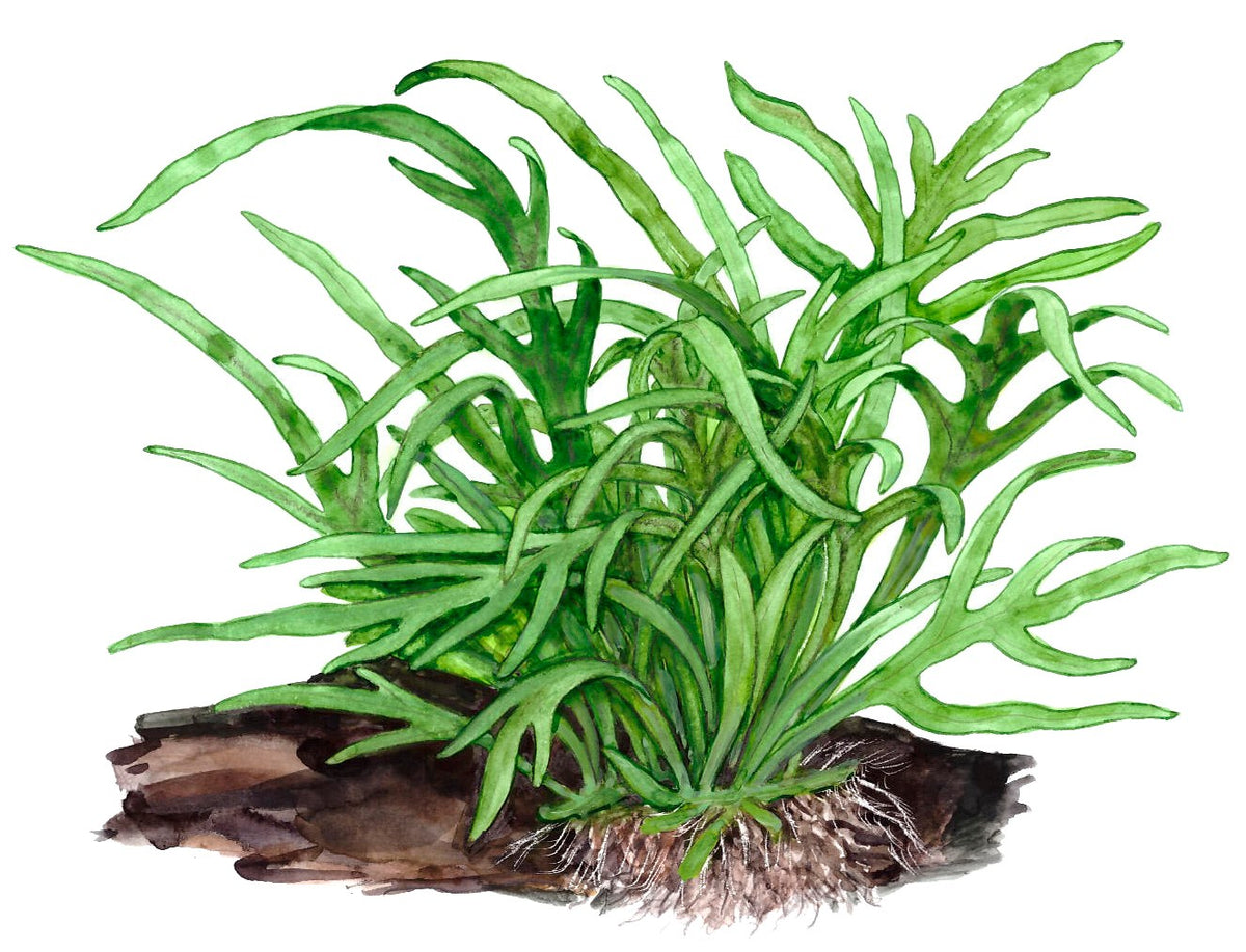 Microsorum pteropus 'Trident' Java Fern — Potted