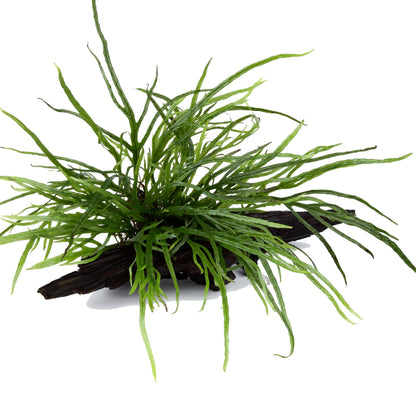Microsorum pteropus 'Trident' on Wood — Standard