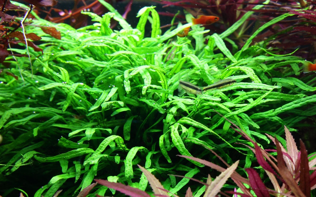 Microsorum pteropus 'Trident' on Wood — Standard