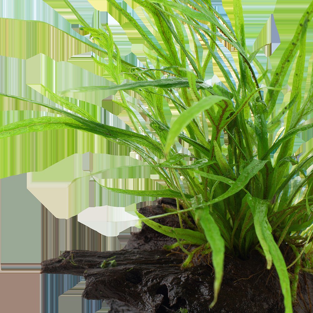 Microsorum pteropus 'Trident' on Wood — Standard