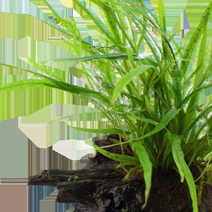 Microsorum pteropus 'Trident' on Wood — Standard