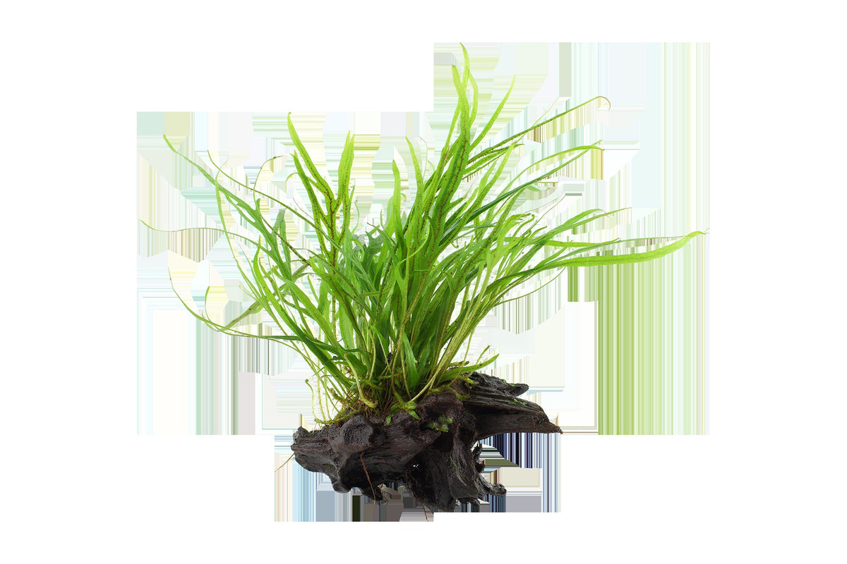 Microsorum pteropus 'Trident' on Wood — Standard