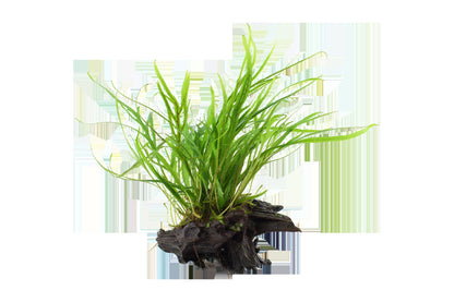 Microsorum pteropus 'Trident' on Wood — Standard