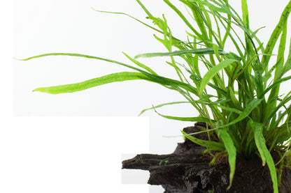 Microsorum pteropus 'Trident' on Wood — Standard