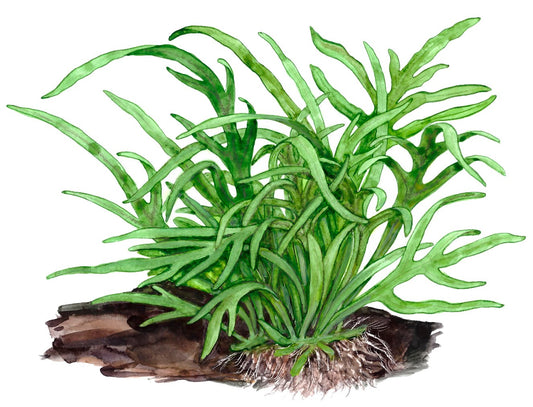 Microsorum pteropus 'Trident' on Wood — Standard