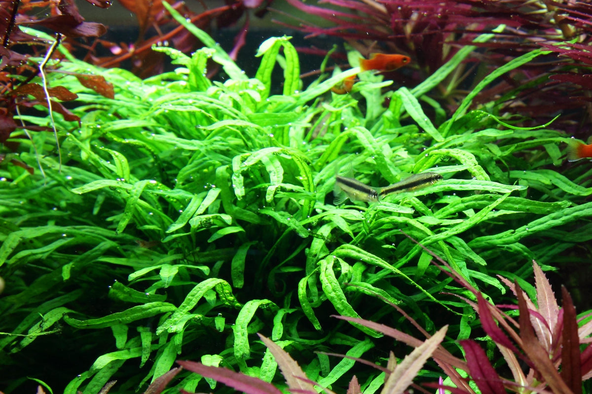 Microsorum pteropus 'Trident' on Wood with Sucker — Standard