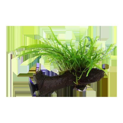 Microsorum pteropus 'Trident' on Wood with Sucker — Standard