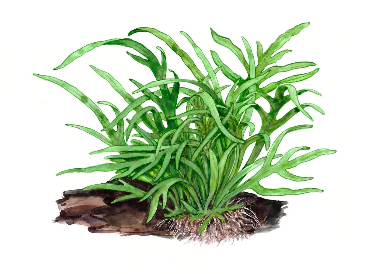 Microsorum pteropus 'Trident' on Wood with Sucker — Standard