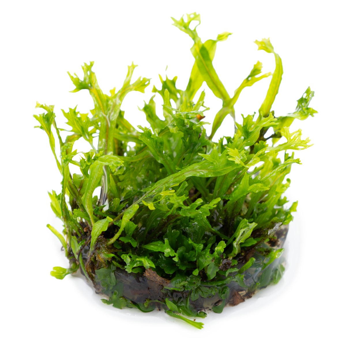 Microsorum pteropus 'Windeløv' — 1-2-Grow!