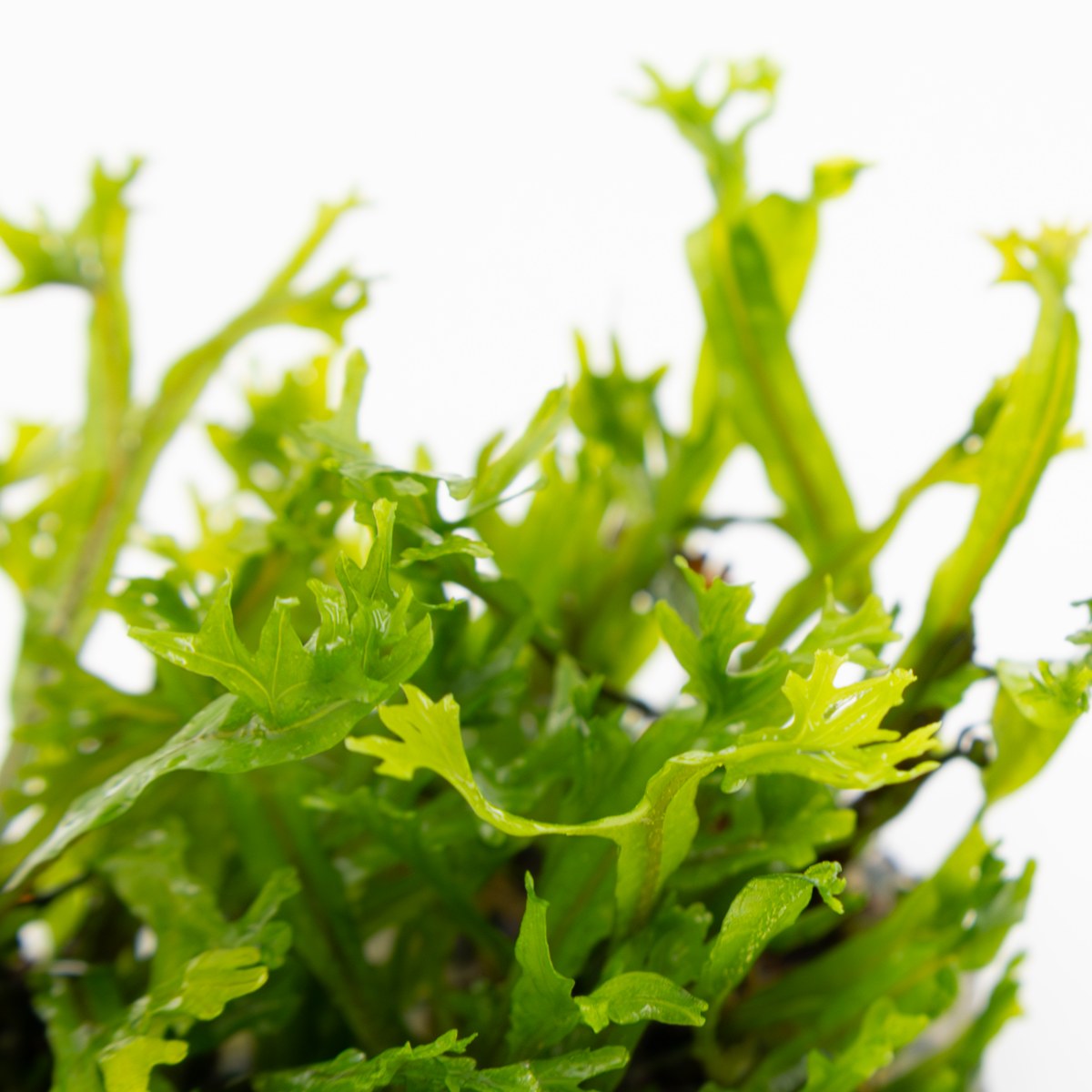 Microsorum pteropus 'Windeløv' — 1-2-Grow!