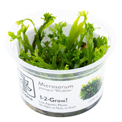 Microsorum pteropus 'Windeløv' — 1-2-Grow!
