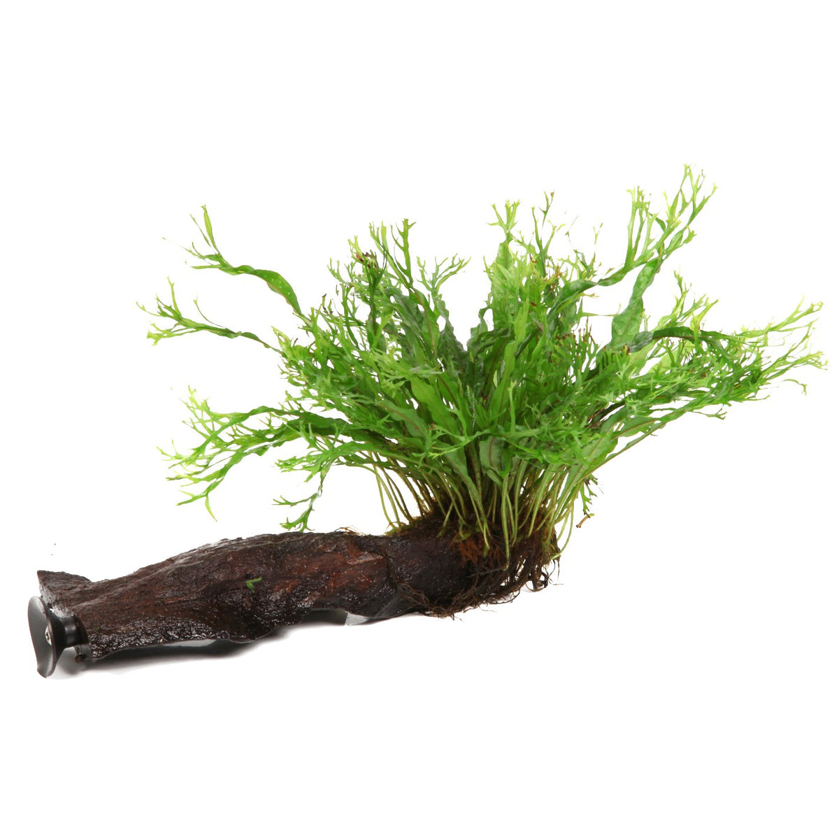 Microsorum pteropus 'Windeløv' on Wood with Sucker — Standard