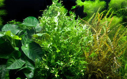 Microsorum pteropus 'Windeløv' on Wood with Sucker — Standard