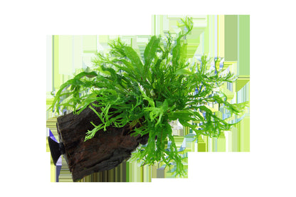 Microsorum pteropus 'Windeløv' on Wood with Sucker — Standard