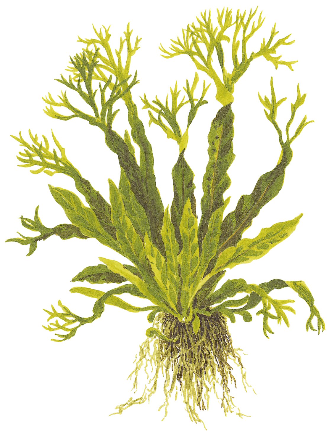 Microsorum pteropus 'Windeløv' on Wood with Sucker — Standard