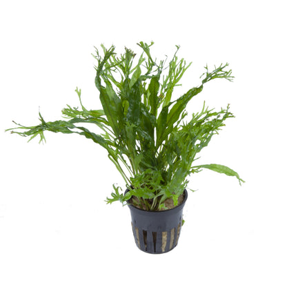 Microsorum pteropus 'Windeløv' — Potted