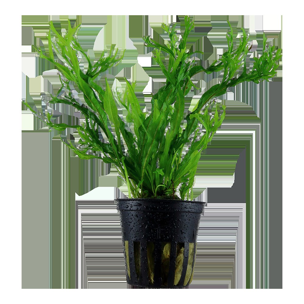 Microsorum pteropus 'Windeløv' — Potted