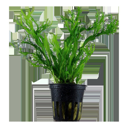 Microsorum pteropus 'Windeløv' — Potted