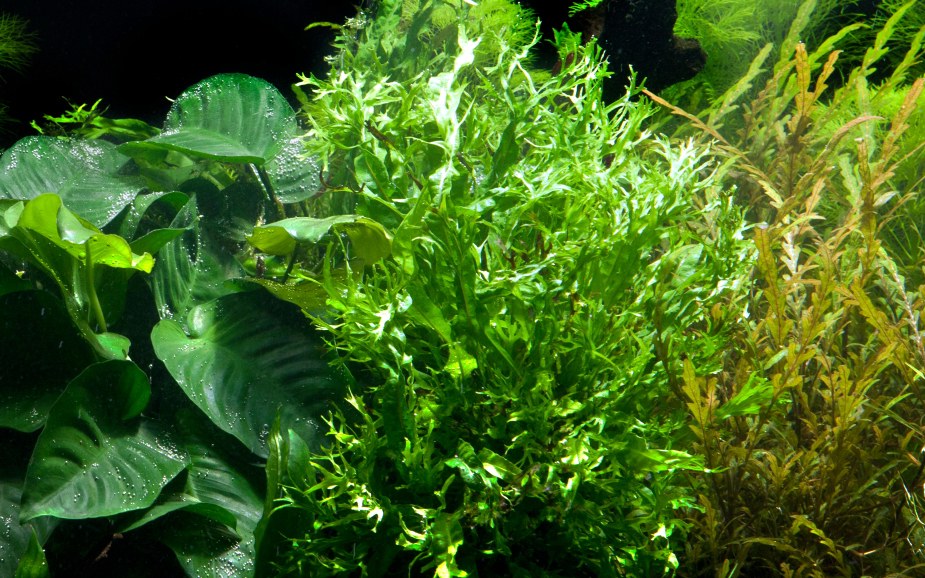 Microsorum pteropus 'Windeløv' — Potted