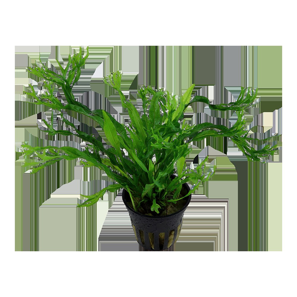 Microsorum pteropus 'Windeløv' — Potted