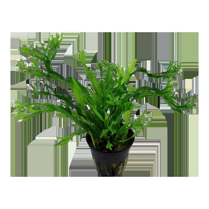 Microsorum pteropus 'Windeløv' — Potted
