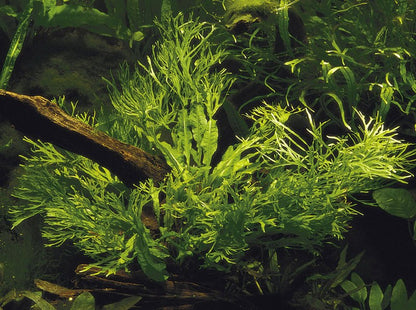 Microsorum pteropus 'Windeløv' — Potted