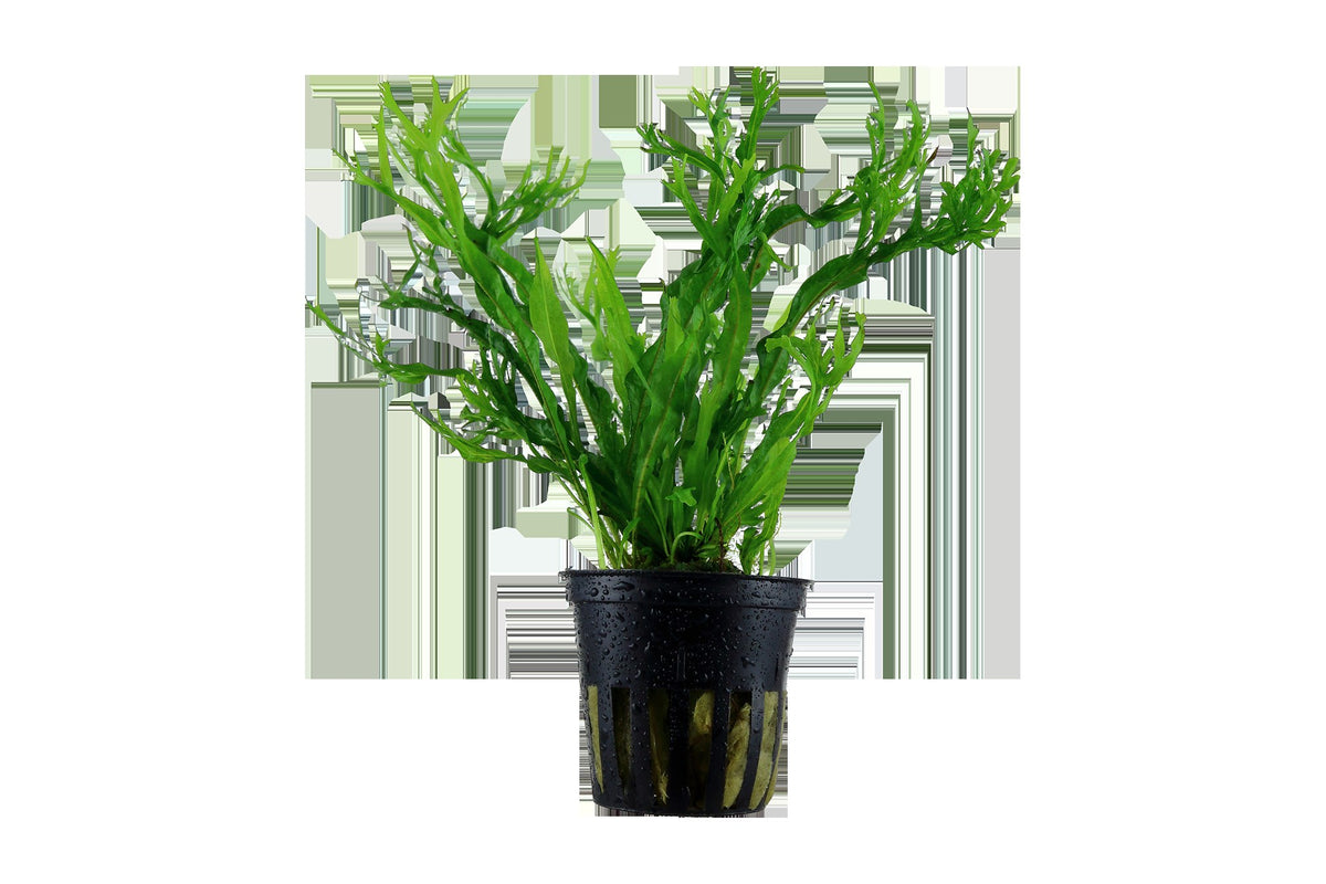 Microsorum pteropus 'Windeløv' — Potted
