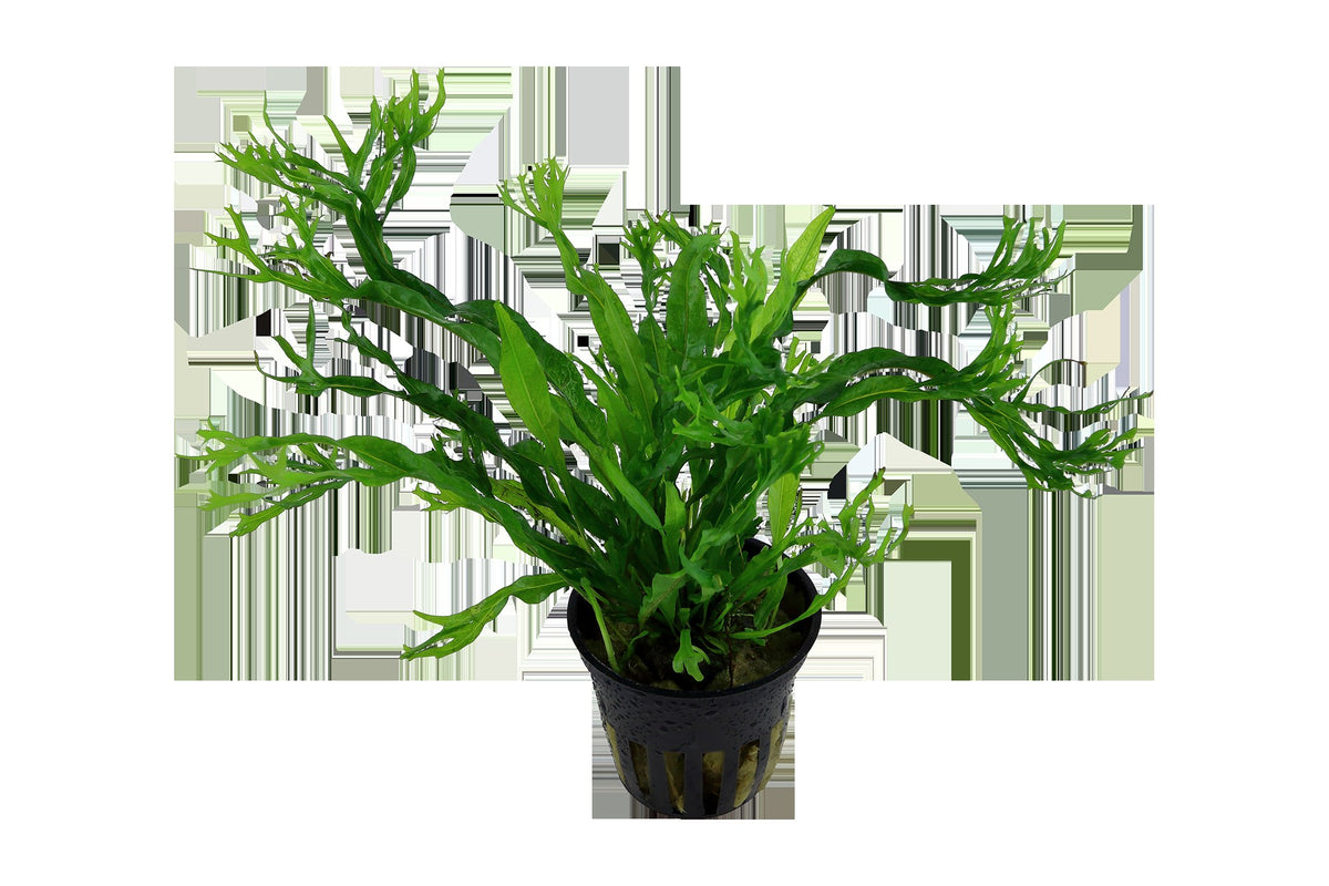 Microsorum pteropus 'Windeløv' — Potted