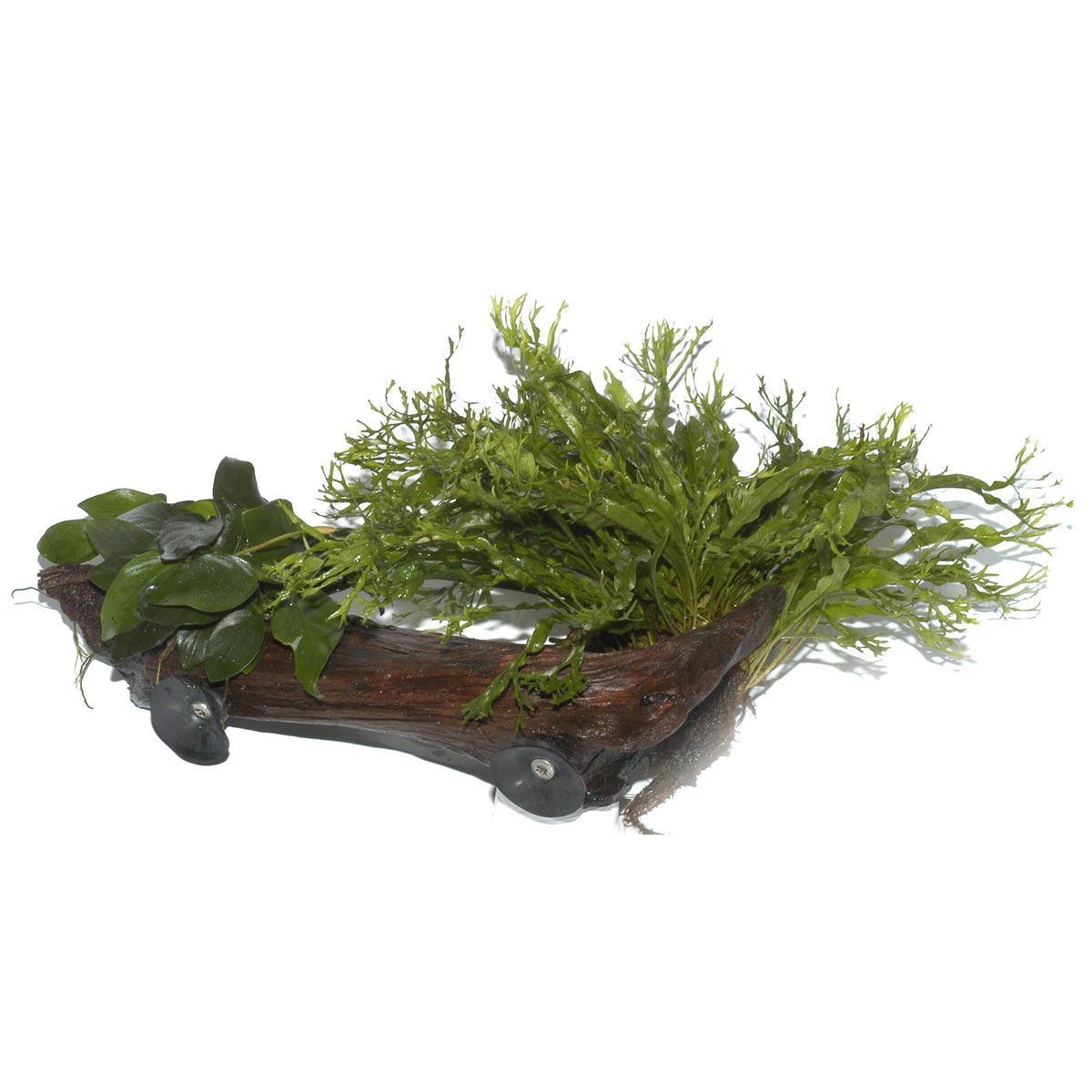 Microsorum sp. on Wood with Sucker — XL