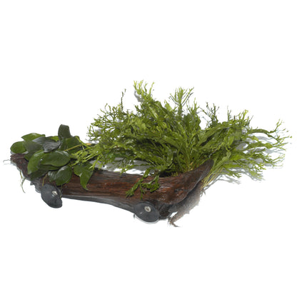Microsorum sp. on Wood with Sucker — XL