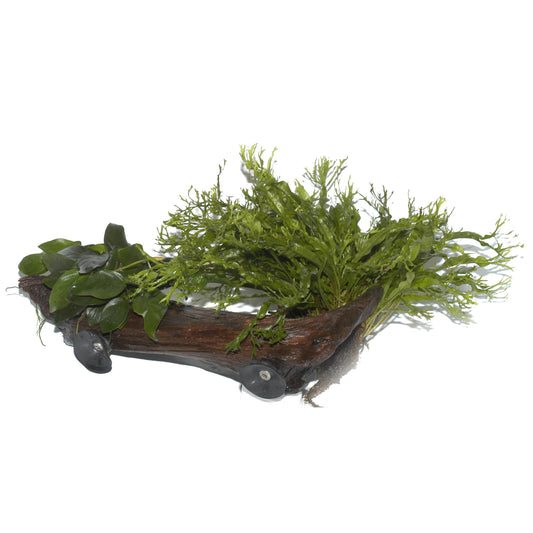 Microsorum sp. on Wood with Sucker — XL