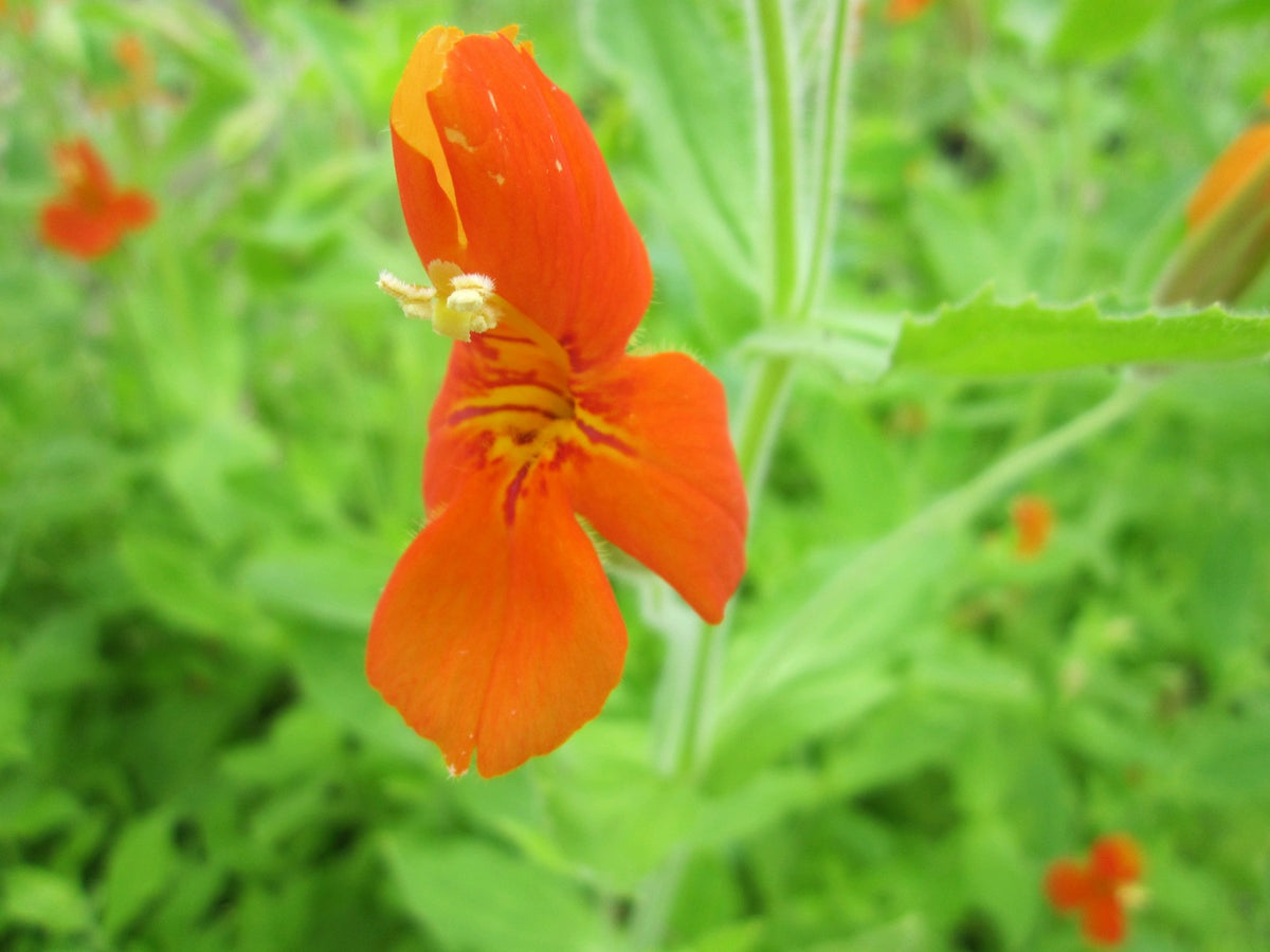 Mimulus cardinalis Marginal Pond Plant