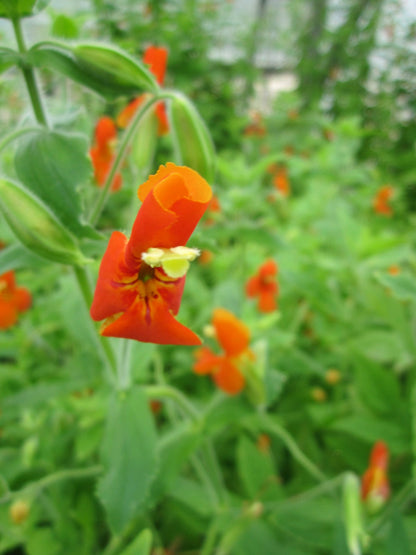 Mimulus cardinalis Marginal Pond Plant