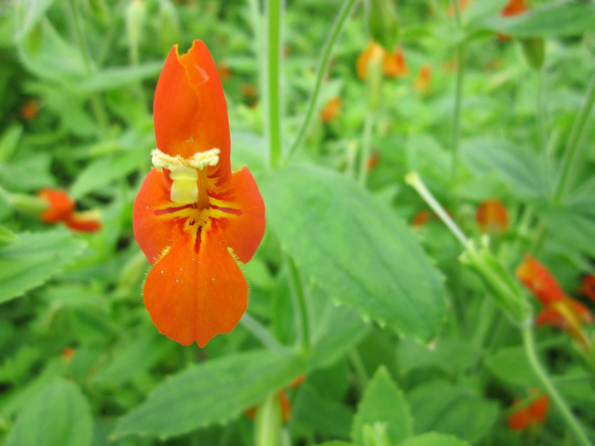 Mimulus cardinalis Marginal Pond Plant