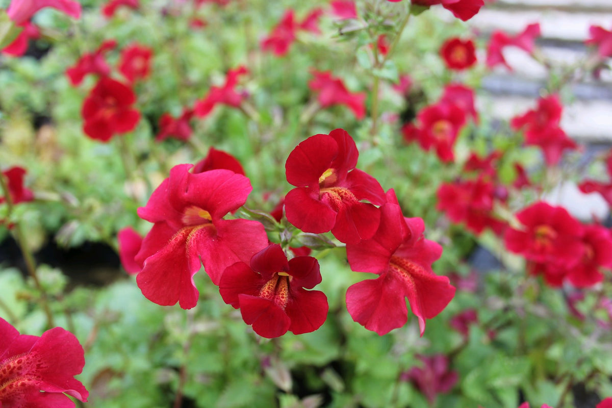Mimulus cupreus 'Red Emperor' Marginal Pond Plant
